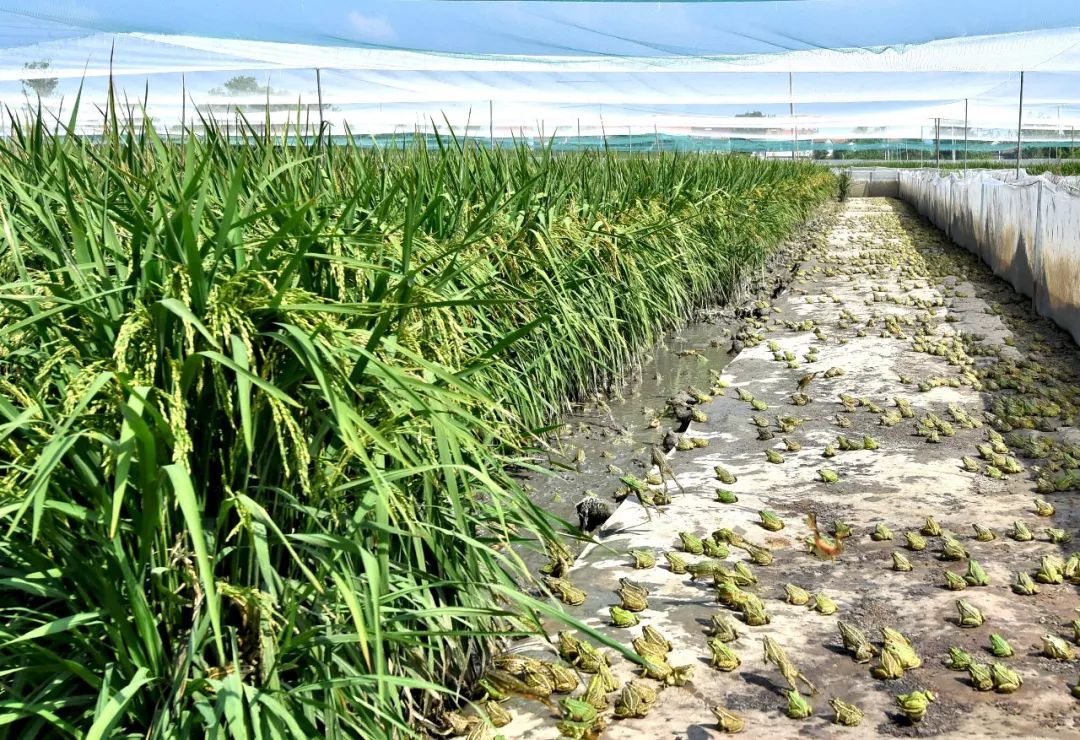 "水稻 蛙"带你见识新洲种养新模式~_稻田