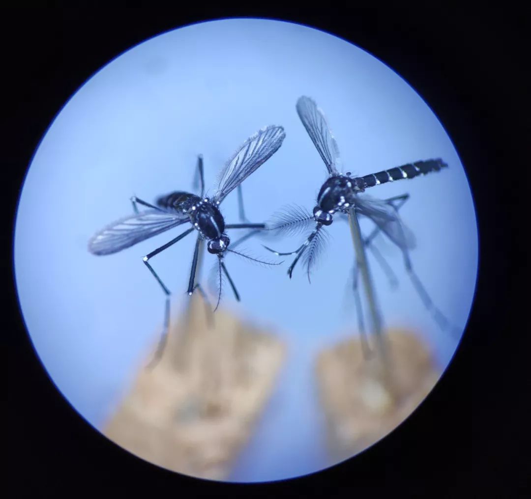白纹伊蚊成虫 ○ 雌蚊子才咬人,吸血是为了促进卵巢发育,繁衍子嗣.