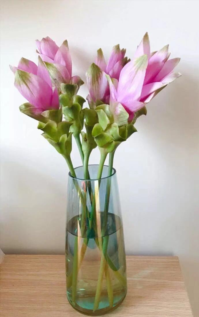 天择优选亭亭玉立姜荷花169带给你季节的惊喜