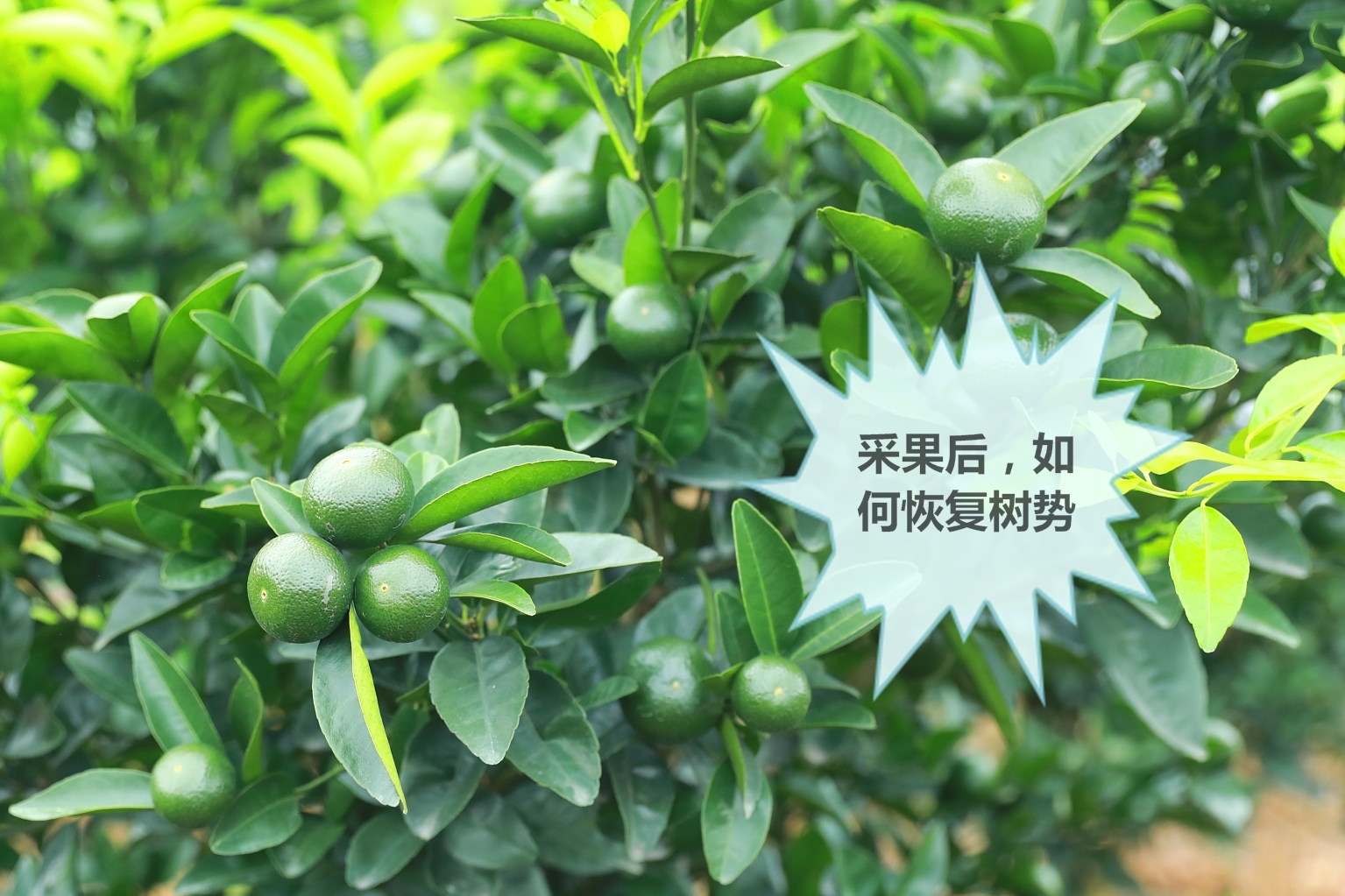 枳壳砧沃柑结果树营养管理与健壮树势的培养