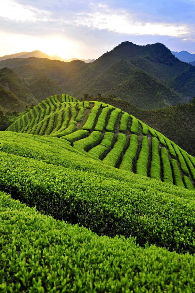 学茶记,黑茶的产区, 普洱茶属于黑茶吗 ?
