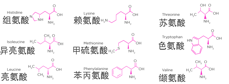 支链氨基酸结构图片