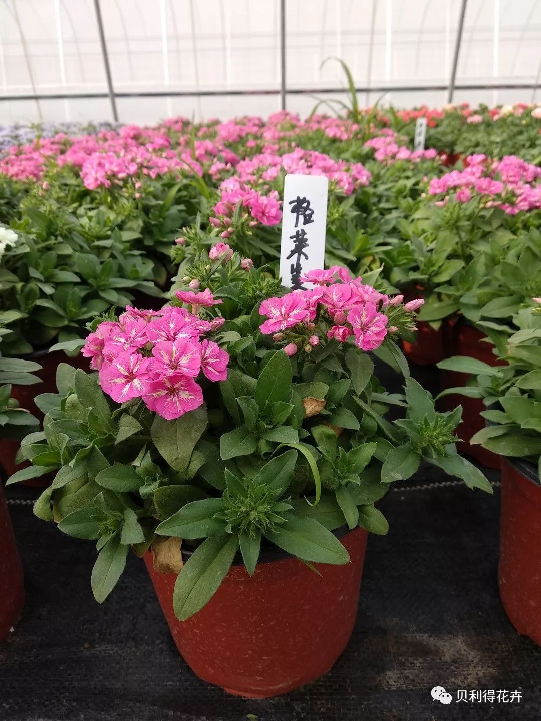 花坛神器福禄考品种及应用丨传统品种也有高光时刻