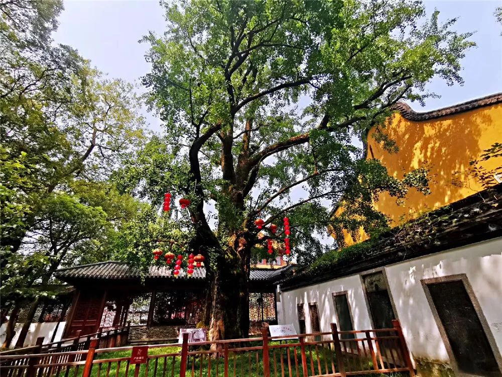 书痴故里千年树王秀洲有七大亭桥楼榭