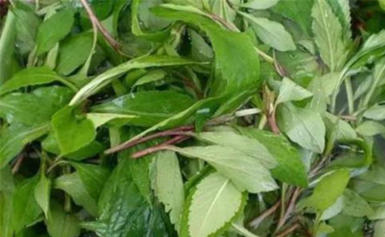 因此只要一上市,很多人都会前去购买黄麻叶.