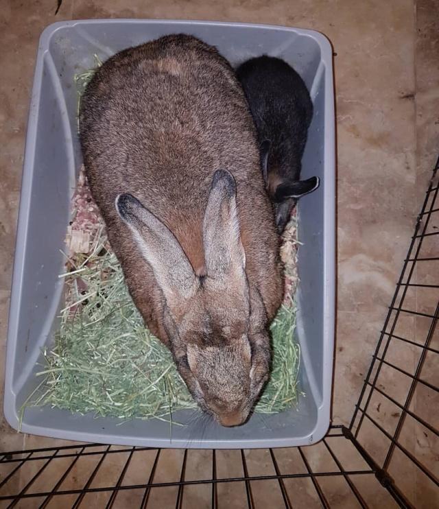 体重14斤巨型兔子谈恋爱远看好像奶奶和孙子确定是真爱了