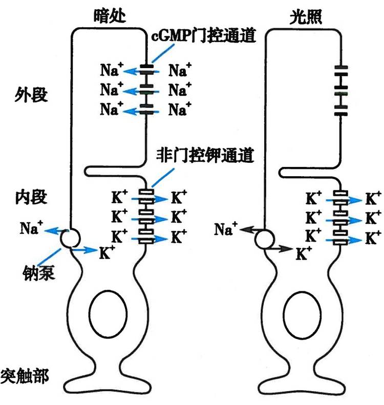 生理-视锥细胞 vs 视杆细胞