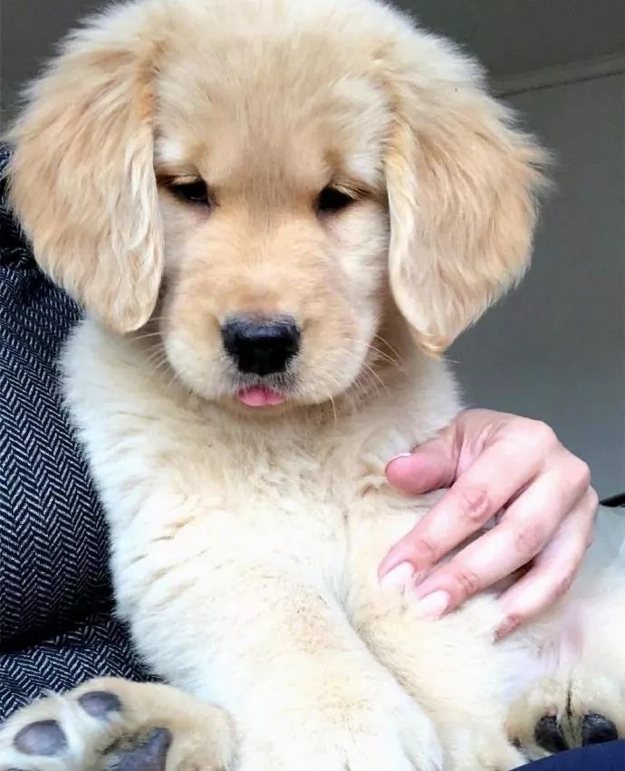 金毛宝宝真委屈巴巴可爱这两字我已经说不动了