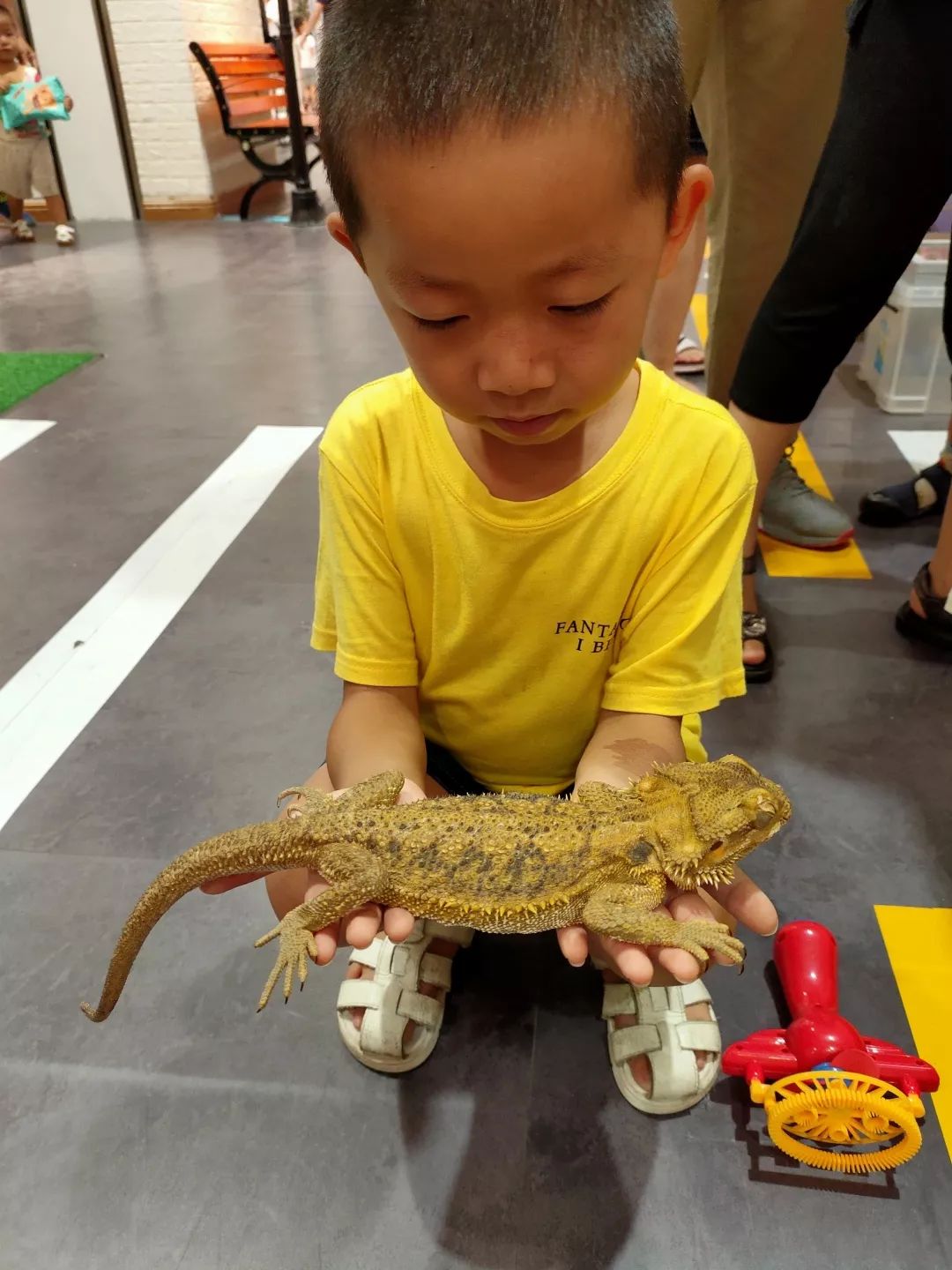 小青蛙鬃狮蜥独角仙等各种小动物在这里等你你可以轻抚它也可以和