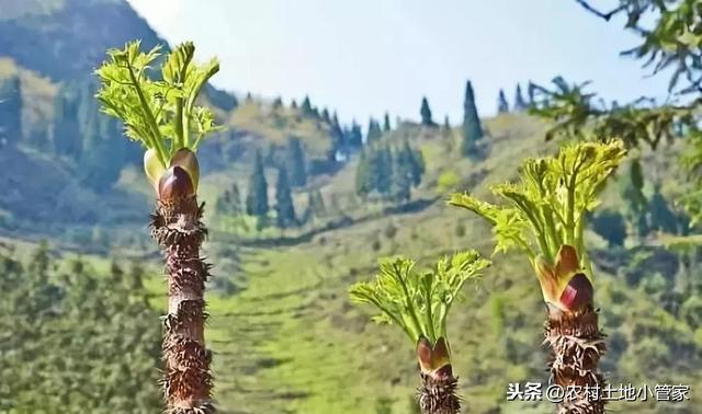 关于刺脑包作为一个会泽人你需要知道这些