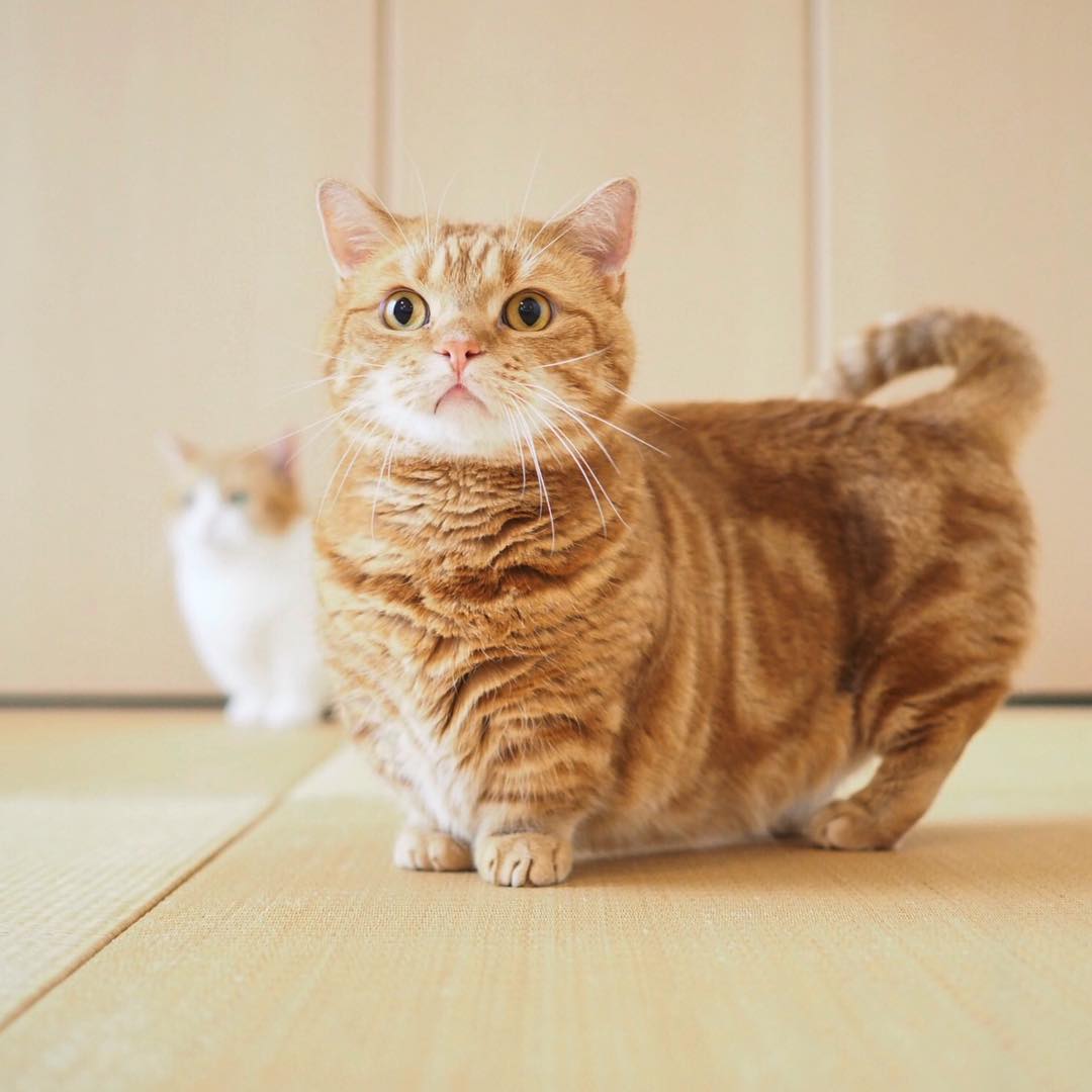 小短腿儿橘猫活力满满,上蹿下跳得像个200斤胖子