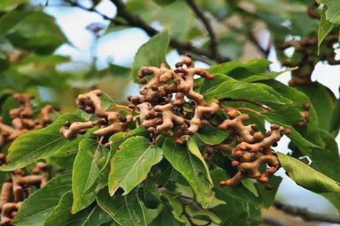 拐爪味道又苦又涩90后没有兴趣但是7080后却念念不忘