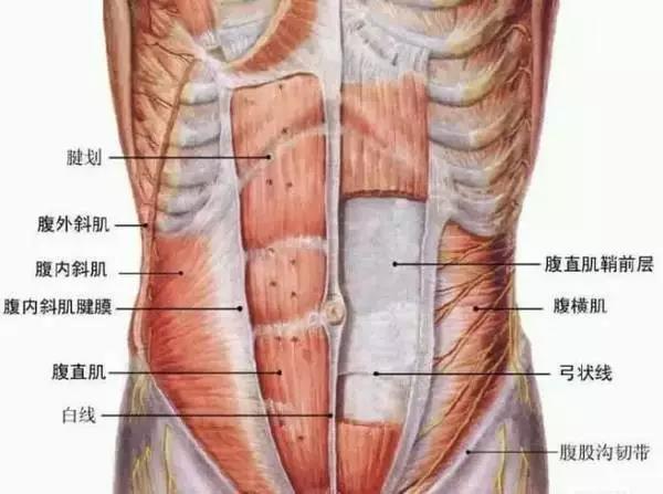 核心肌群示意图图片