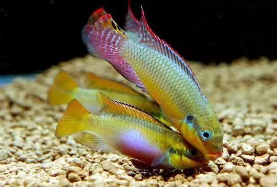 每日一鱼翡翠凤凰鱼公鱼腹部略带鲜黄色