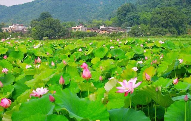 16. 崇阳县茅井养生小镇15. 崇阳县柃蜜小镇14. 通城县月季庄园13.