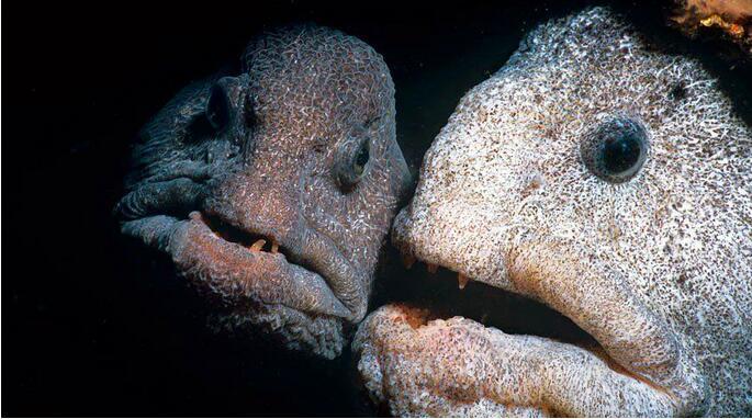 努力拉扯着沉重的渔网,一条人般高的狼鳗让他喜出望外