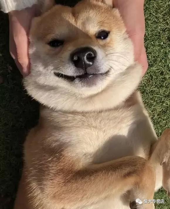 柴犬豆柴傻傻分不清楚你真的了解柴犬吗