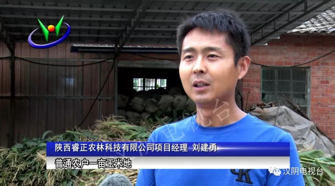 将被送往陕西省睿正农林科技有限公司在先锋村设立的青草饲料加工点