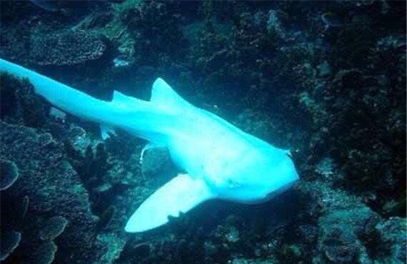 白化病鲨鱼难得一见纯洁无暇更是赏心悦目让人倍生敬畏