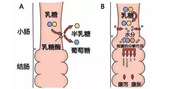 不能被分解吸收,未被小肠吸收的乳糖进入大肠,在结肠菌酶的作用下发酵