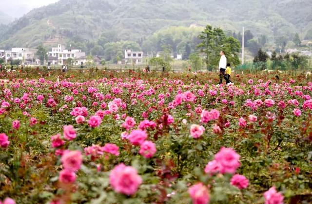 通城县月季庄园13.通城县红色小镇12.通城县东山屋场11.