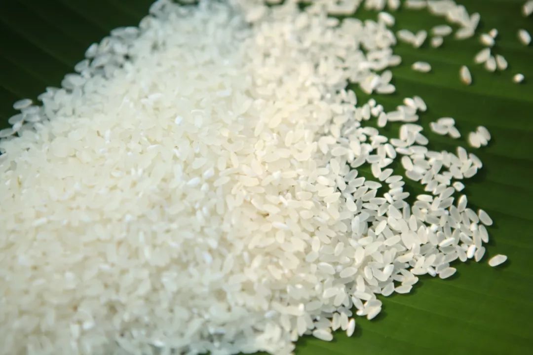 2019年家绿松江大米新米正式登场