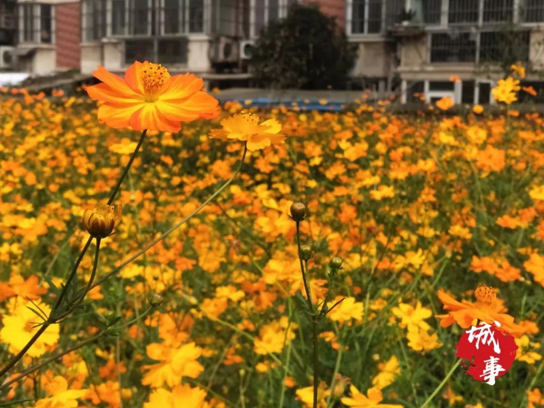 惊呆了马鞍山市中心居然有格桑花海实拍图奉上