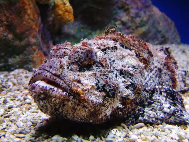 认识一下世界上海洋里的十大老毒物