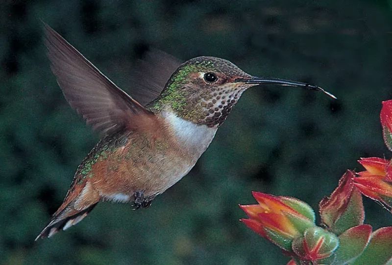 飞翔的鸟蜂雀蜂鸟二