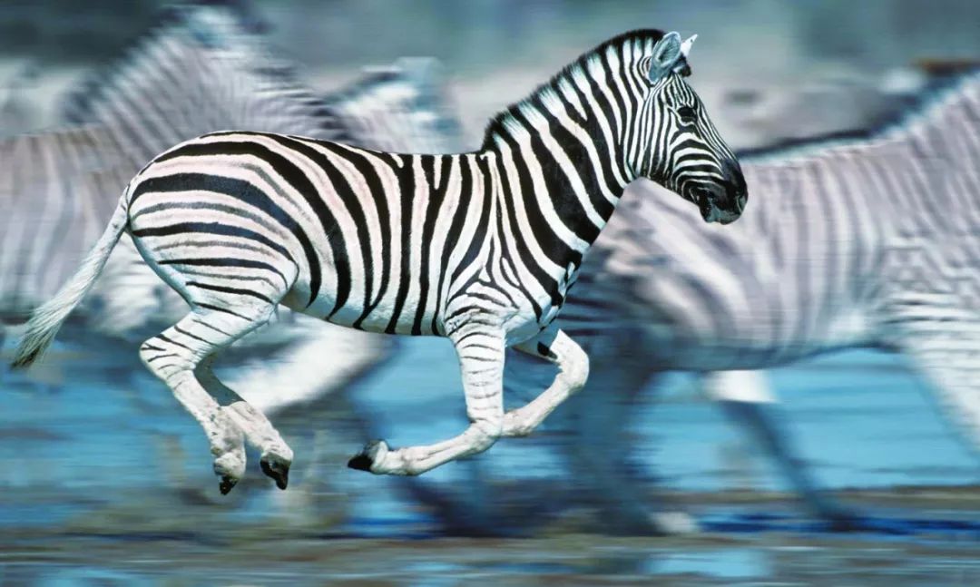 当斑马奔跑起来,身上的条纹可以创造出让掠食者炫目的效果,使它们很难