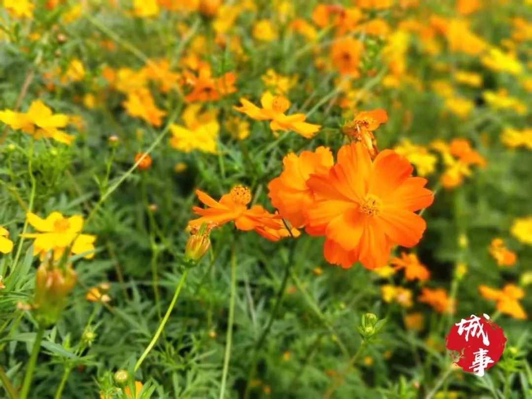 惊呆了马鞍山市中心居然有格桑花海实拍图奉上