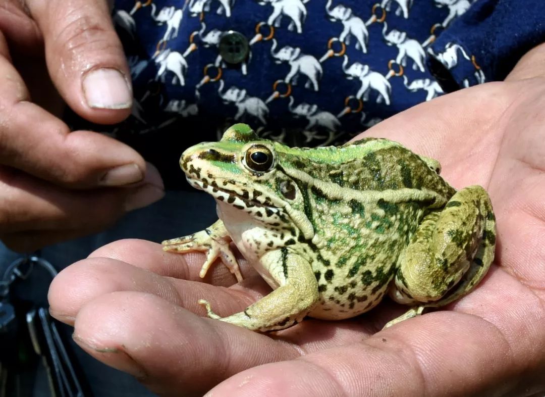 "水稻 蛙"带你见识新洲种养新模式~_稻田