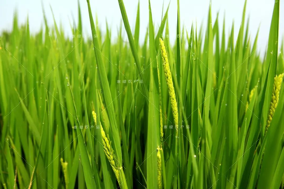 2019年家绿松江大米新米正式登场