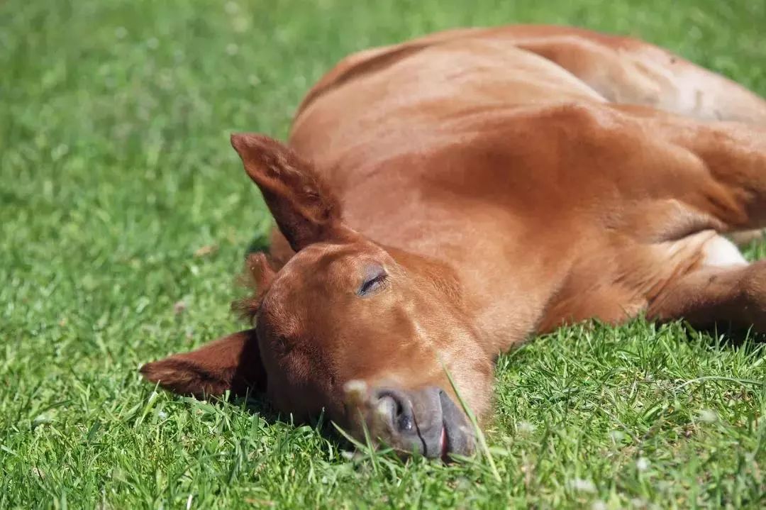 爱搓脸的憨憨海獭是互联网的新宠无论是吃饭还是睡觉海獭绝大多数时间