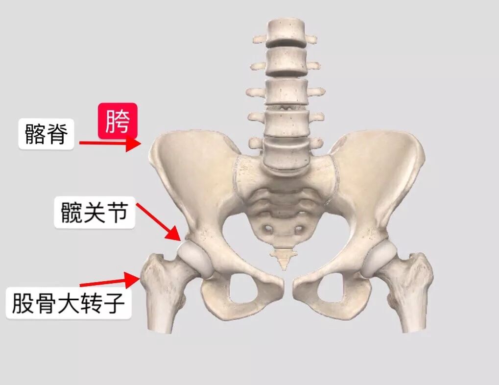 真正的胯,其实是骨盆外侧最高点,位于髂骨两侧的边缘,所说的胯宽就