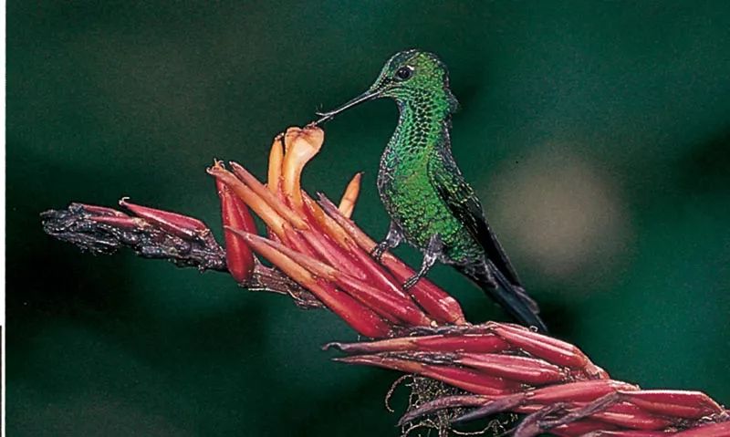 飞翔的鸟蜂雀蜂鸟二