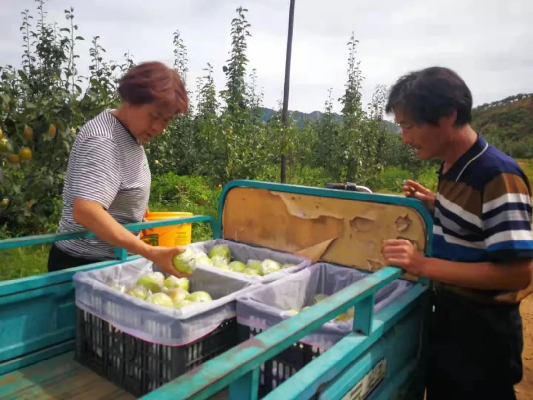 玉露香梨即将下树55岁的他卖梨还债