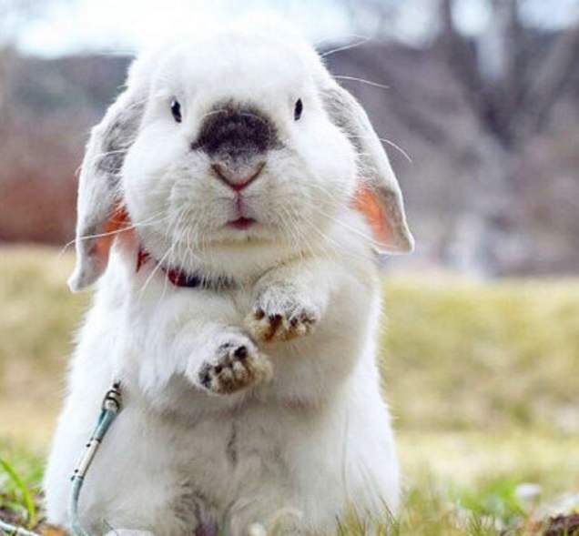 身边的小动物能够可爱到什么地步呢