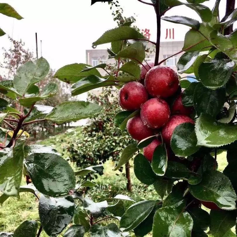 上海市果品行业协会陕西行一行赴延安市洛川县对接苹果产业