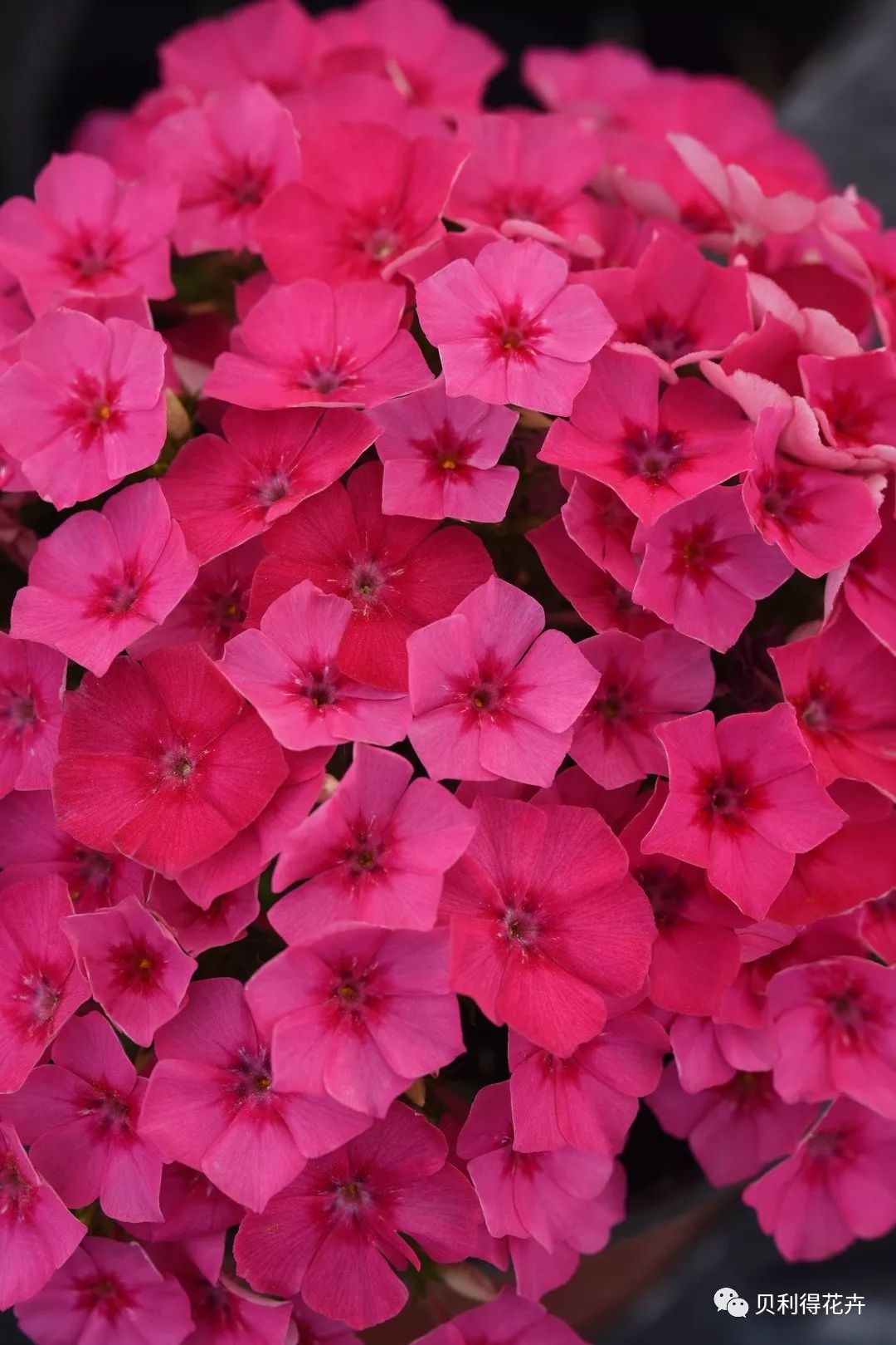 花坛神器——福禄考品种及应用丨传统品种也有高光时刻_颜色