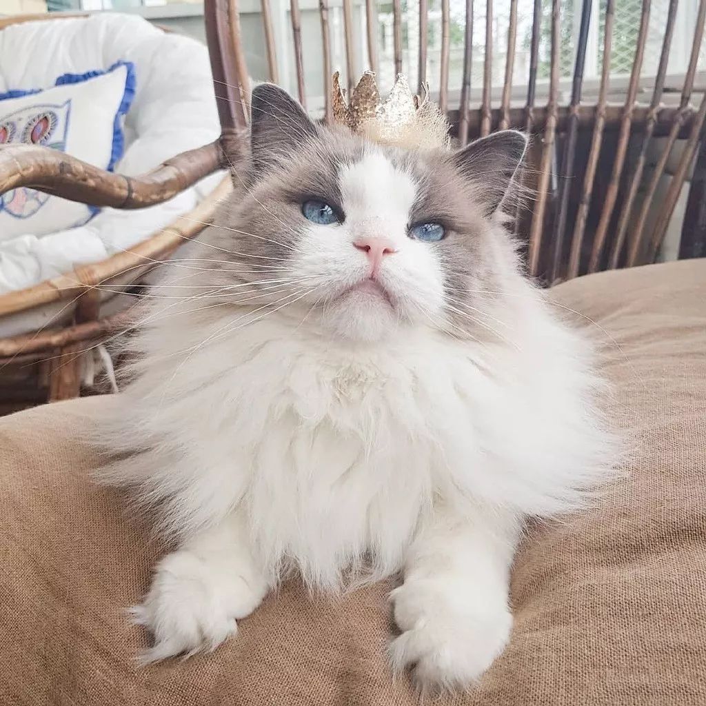 一只名叫princessaurora的美喵高贵又优雅