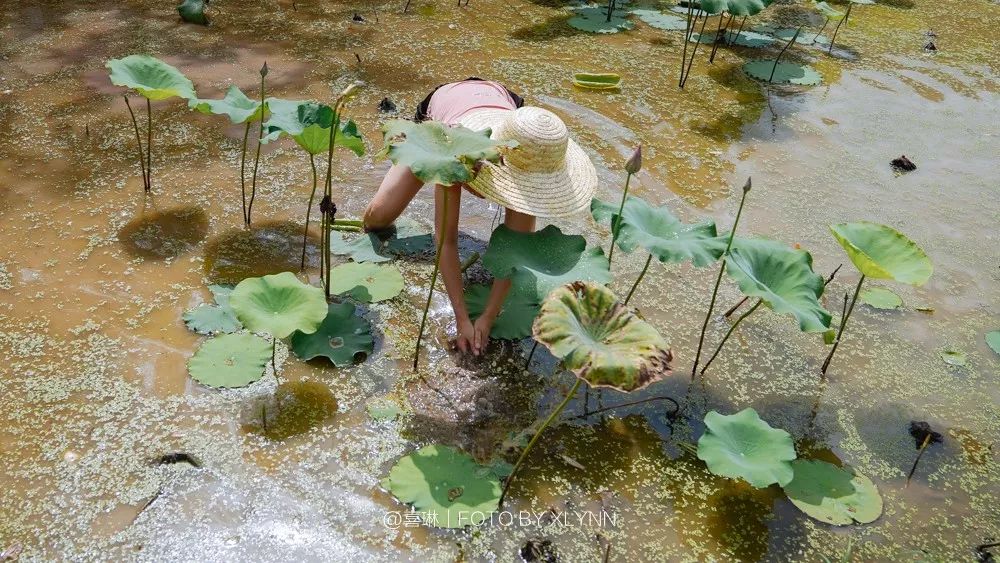 原来光脚踩在泥上这么好玩,浑浊泥塘里藏着不少鱼,抓鱼要轻慢,不能