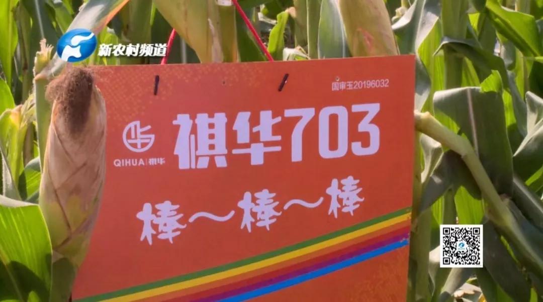 祺华703玉米种审定编号图片