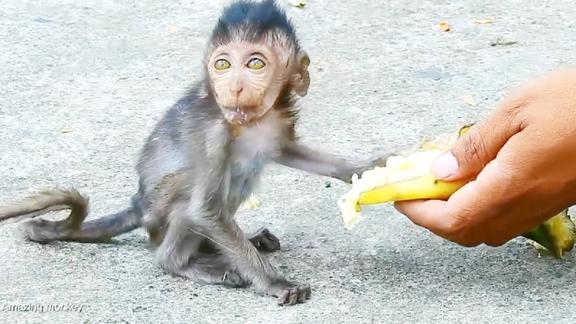 一只骨瘦如柴的小猴子向游客讨东西吃吃饱了立马回去找妈妈