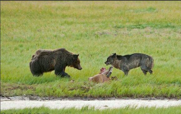 棕熊和狼的比拼,游客细细观看大战_狼群