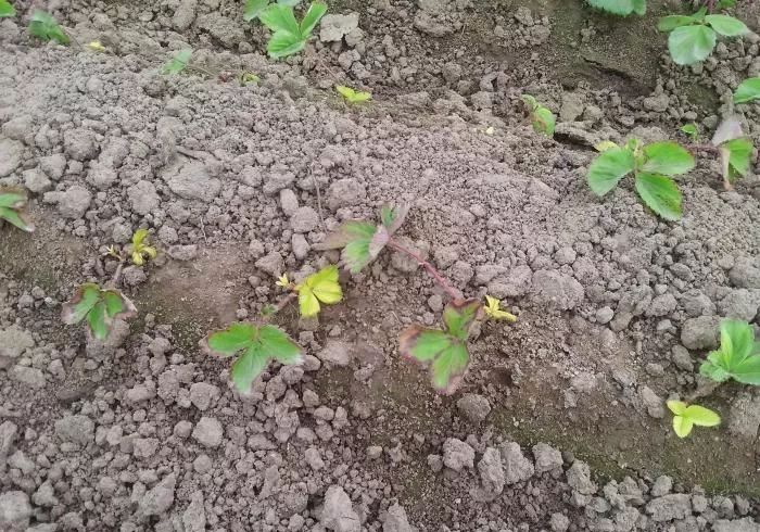 草莓移栽后的花式死苗?原因和应对措施都在这!