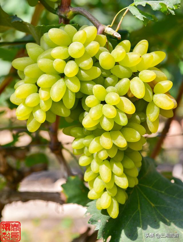 中秋时节,在大多数葡萄园已经收市的时候,鸡嘴山庄园葡萄园仍有当季