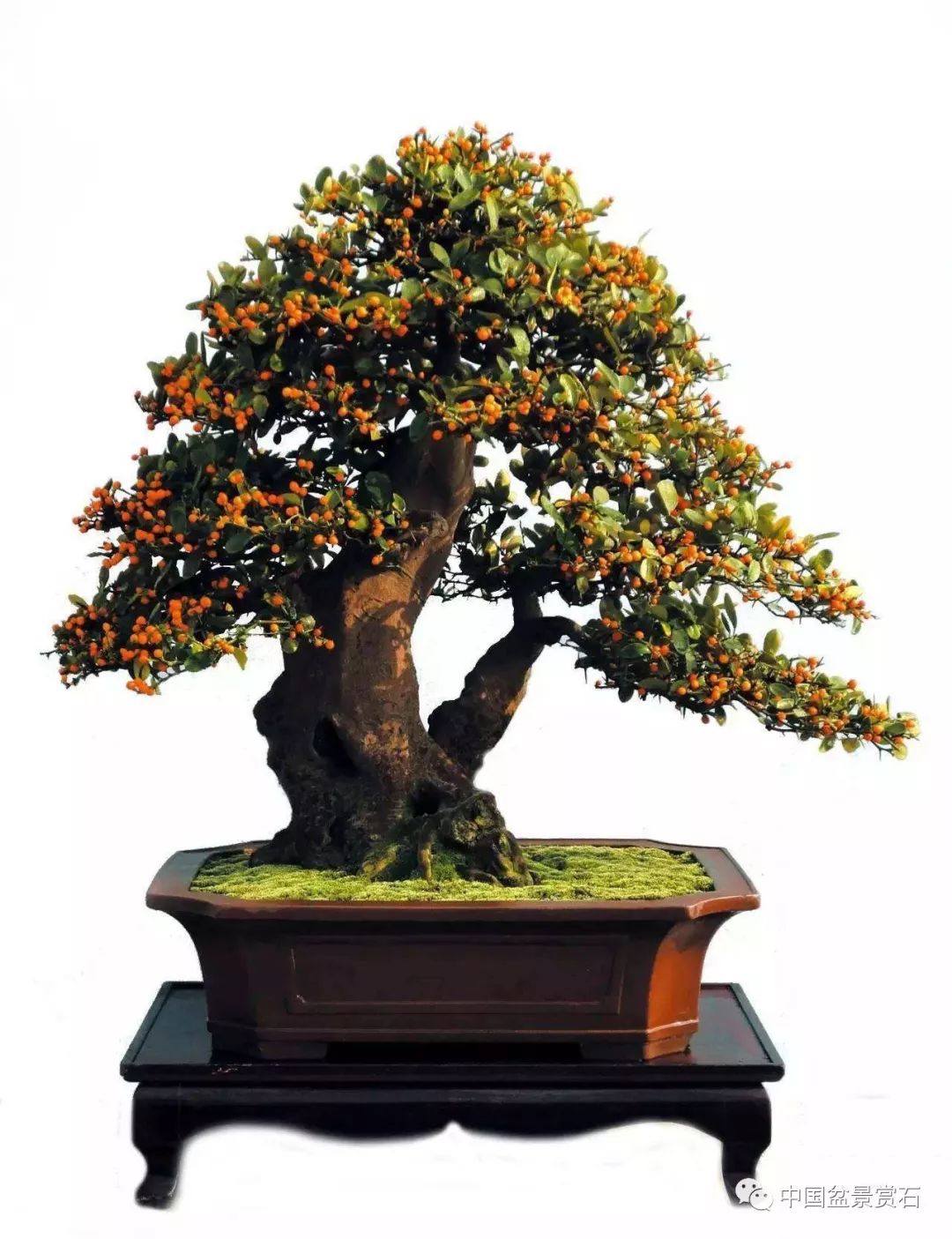 中秋月圆人团圆观果盆景大团圆