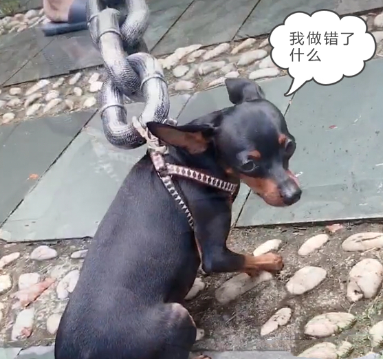 一男子拿着大粗链子遛狗女子转身要走看清后乐了