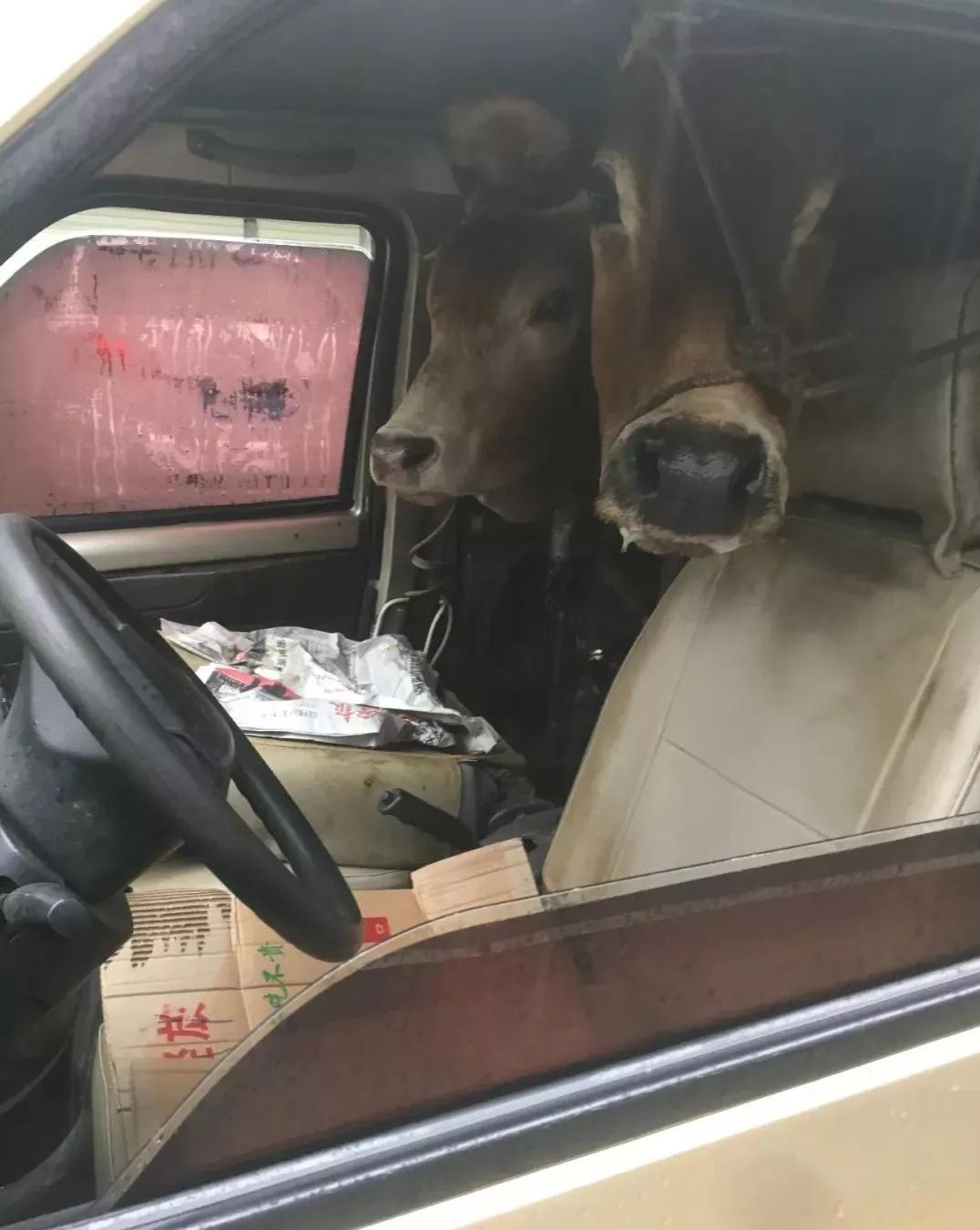 现在的偷牛贼太狡猾.